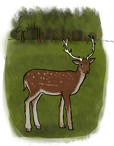 Tier-Damwild Zeichnung eines Damwilds