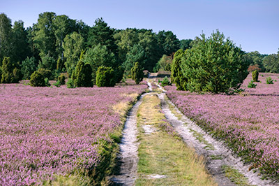 ni_heide Die Lüneburger Heide