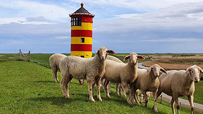 ni_pilsumer_leuchtturm Pilsumer Leuchtturm in Niedersachsen mit Schafen